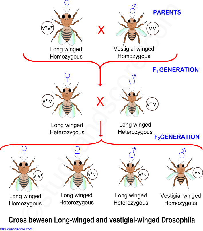 mendel law og segregation